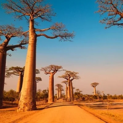 Morondava